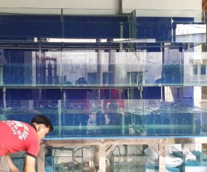 Thiết kế và thi công dàn hải sản nhà hàng và quán ăn tại Bình Phước